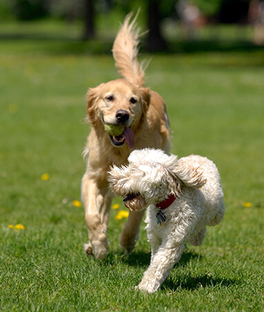 dog running using our dog boarding services