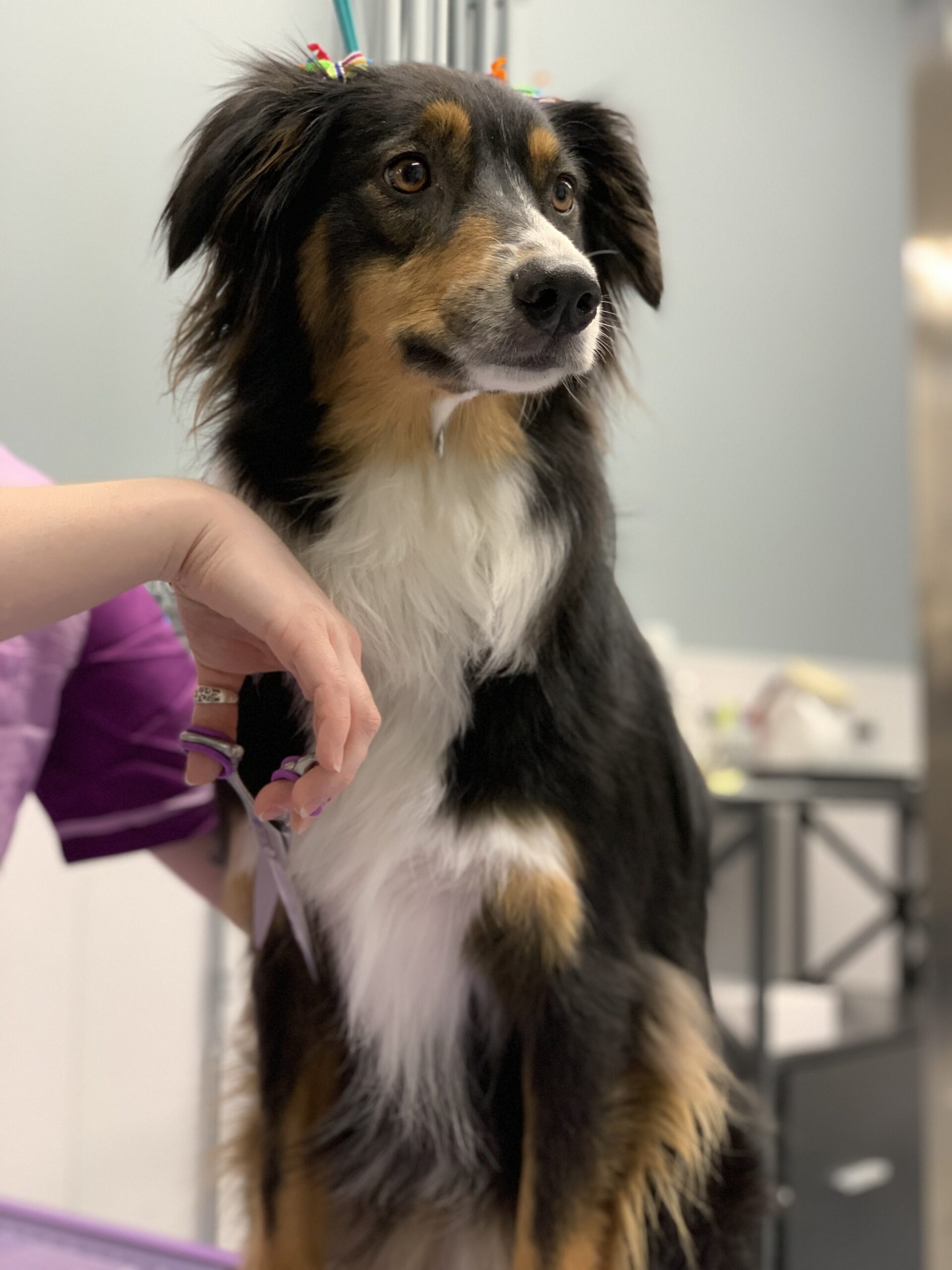 Dog getting a bath at DePAW Pet Resort